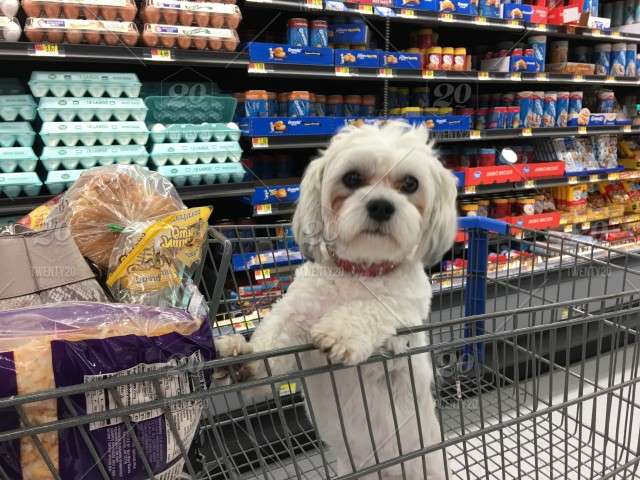 Does Walmart Allow Dogs?