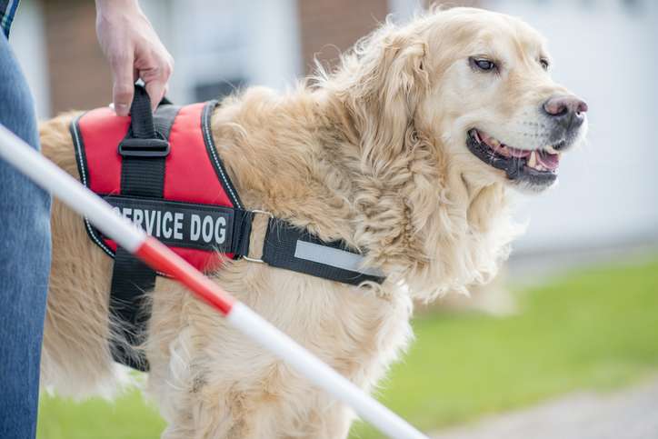 What Are Service Dogs?